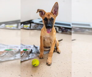 Mutt Dogs for adoption in Mundelein, IL, USA