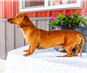 Father of the Dachshund puppies born on 06/08/2026