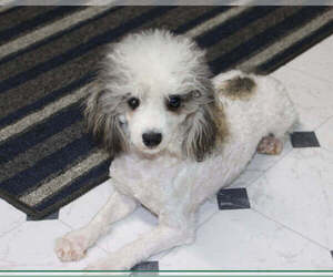 Mother of the Poodle (Toy) puppies born on 04/28/2024
