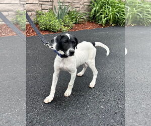 Mutt Dogs for adoption in Sterling, MA, USA