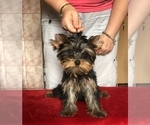 Small Photo #2 Yorkshire Terrier Puppy For Sale in Cluj-Napoca, Cluj, Romainia
