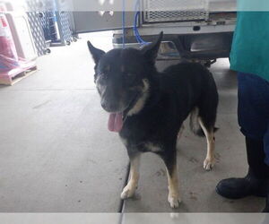 German Shepherd Dog-Unknown Mix Dogs for adoption in Oroville, CA, USA