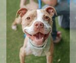 Small #4 American Staffordshire Terrier Mix