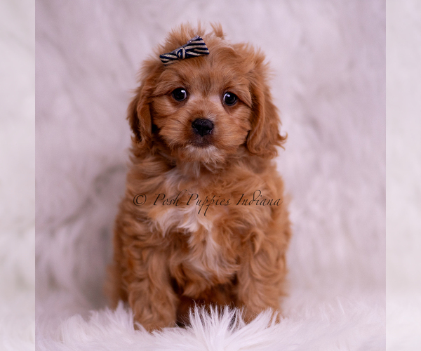 Medium Photo #2 Cavapoo (Miniature) Puppy For Sale in WARSAW, IN, USA
