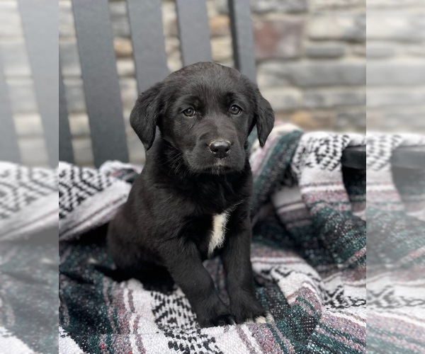 Medium Photo #1 Sheprador Puppy For Sale in MALTA, OH, USA