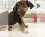 Small Labrador Retriever Mix