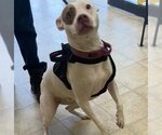 Small American Pit Bull Terrier