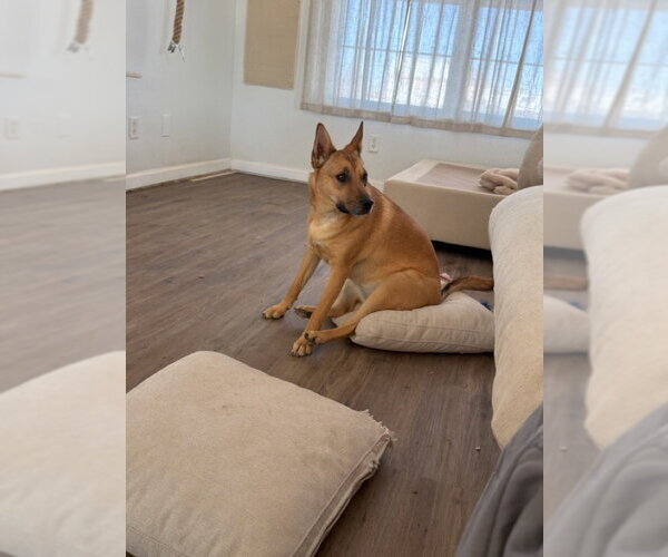 Medium Photo #4 Mutt Puppy For Sale in Fort Collins, CO, USA