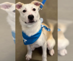 Small #21 Huskies -Labrador Retriever Mix