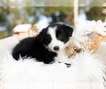 Small #1 Border Collie