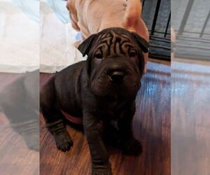 Chinese Shar-Pei Puppy for sale in NIAGARA FALLS, NY, USA