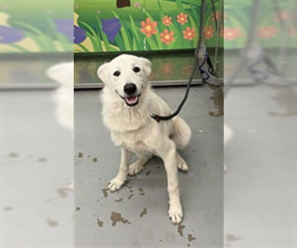 Medium Photo #1 Great Pyrenees-Unknown Mix Puppy For Sale in Waco, TX, USA