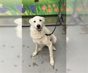 Great Pyrenees-Unknown Mix Dogs for adoption in Waco, TX, USA