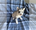 Small Photo #11 Siberian Husky Puppy For Sale in FAIRFIELD, CA, USA