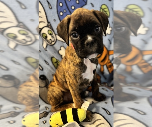 Medium Photo #3 Boxer Puppy For Sale in LANSING, MI, USA