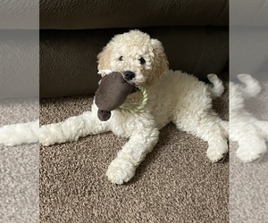 English Cream Golden Retriever-Goldendoodle Mix Puppy for sale in COCOA, FL, USA