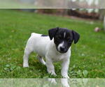 Puppy Mitchell Jack Russell Terrier