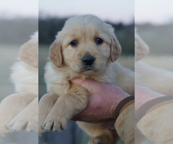 Medium Photo #1 Golden Retriever Puppy For Sale in BRYANT, AL, USA