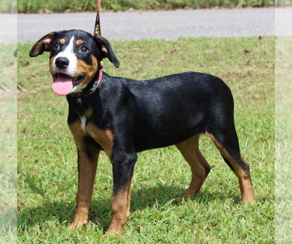 Medium Photo #4 Labrador Retriever-Unknown Mix Puppy For Sale in Prattville, AL, USA