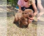 Small #1 Pomeranian