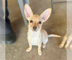 Chi-Poo (Miniature) Dogs for adoption in Phoenix, AZ, USA