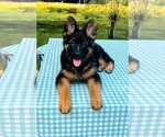 Small #2 German Shepherd Dog