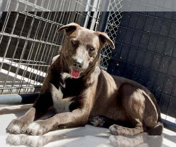 Medium Photo #1 Mutt Puppy For Sale in Rowlett, TX, USA