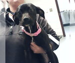 Small Labrador Retriever Mix