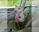 Small Photo #3 Mutt Puppy For Sale in Rustburg, VA, USA