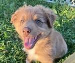 Puppy Star Australian Shepherd