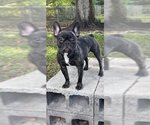 Small Photo #8 French Bulldog Puppy For Sale in Weston, FL, USA