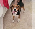 Small #5 Beagle