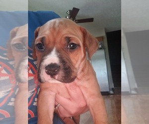 American Pit Bull Terrier-English Bulldog Mix Puppy for sale in CENTERBURG, OH, USA
