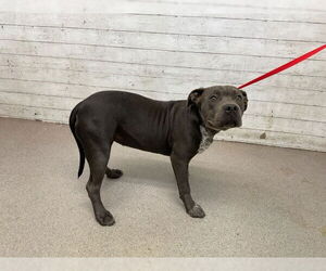 American Pit Bull Terrier Dogs for adoption in San Bernardino, CA, USA