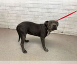 Small American Pit Bull Terrier