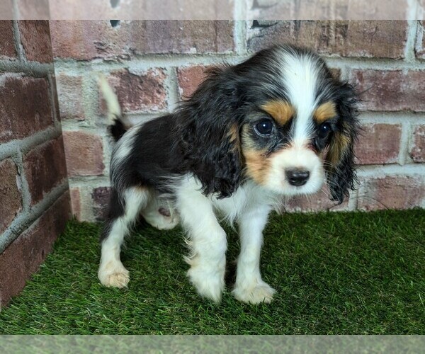 Medium Photo #7 Cavalier King Charles Spaniel Puppy For Sale in MOBERLY, MO, USA
