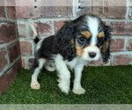Small #6 Cavalier King Charles Spaniel