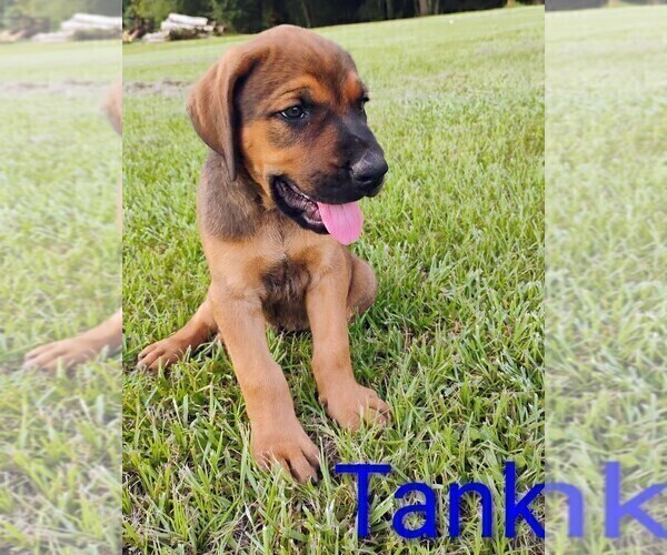 Medium Photo #2 Mastiff Puppy For Sale in BRANTLEY, AL, USA