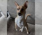 Small #1 Mutt