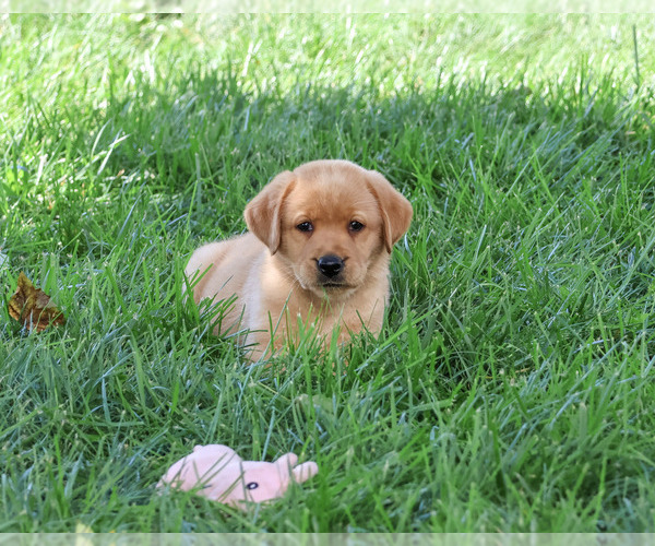 Medium Photo #6 Labrador Retriever Puppy For Sale in SYRACUSE, IN, USA