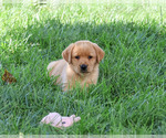 Small #5 Labrador Retriever