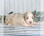 Small #3 Miniature Australian Shepherd