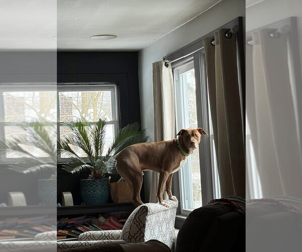 Medium Photo #28 American Pit Bull Terrier-Unknown Mix Puppy For Sale in Brewster, NY, USA