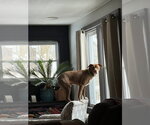 Small #27 American Pit Bull Terrier Mix