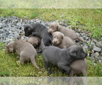 Small Photo #1 Labrador Retriever Puppy For Sale in GREENEVILLE, TN, USA