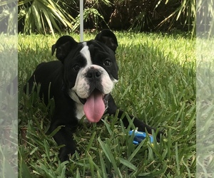 Medium English Bulldog