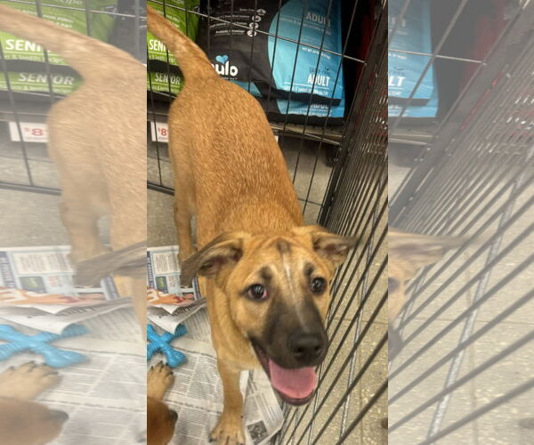 Medium Photo #1 Mutt Puppy For Sale in Royal Palm Beach, FL, USA