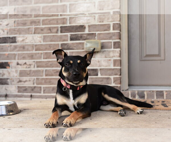 Medium Photo #5 Mutt Puppy For Sale in Katy, TX, USA