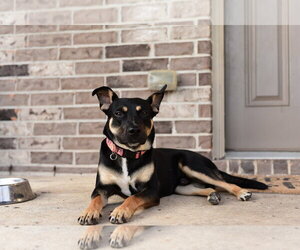 RAFIK - Male Mutt Dog for Adoption - Photo #5