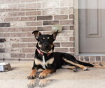 Small #4 Mutt